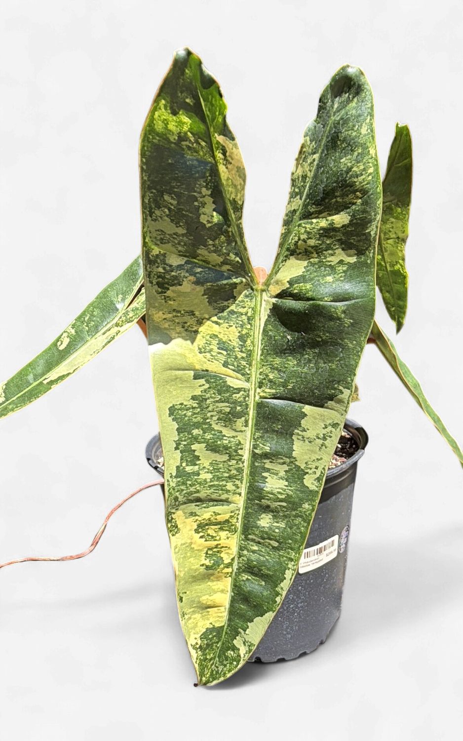 8" Philodendron Billietiae Variegated