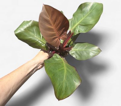 4" Philodendron Cherry Red