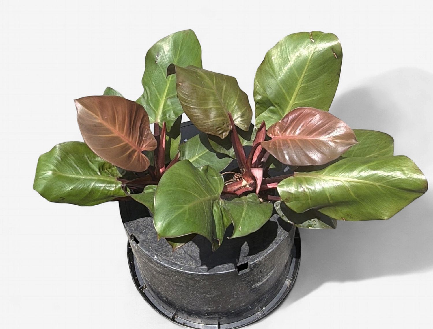 4" Philodendron Cherry Red