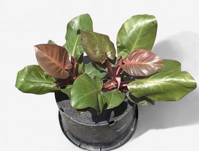 4" Philodendron Cherry Red
