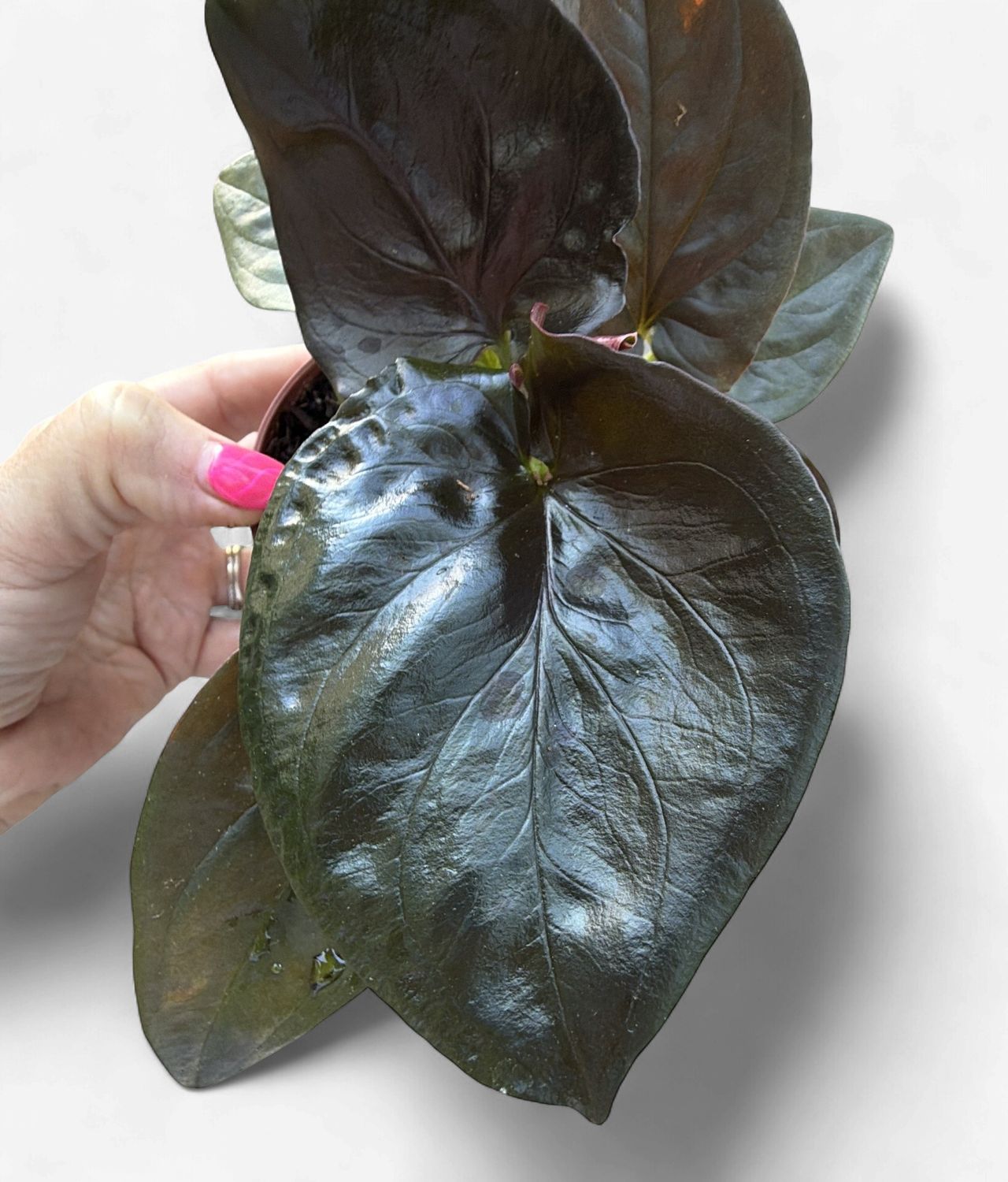 4" Syngonium Red Arrow