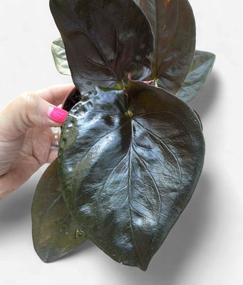 4" Syngonium Red Arrow