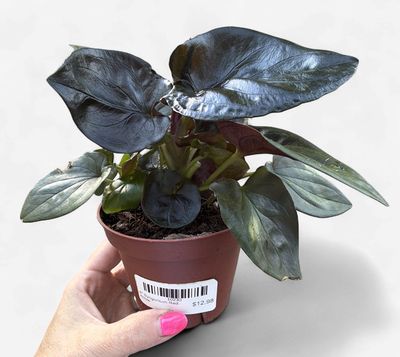 4" Syngonium Red Arrow
