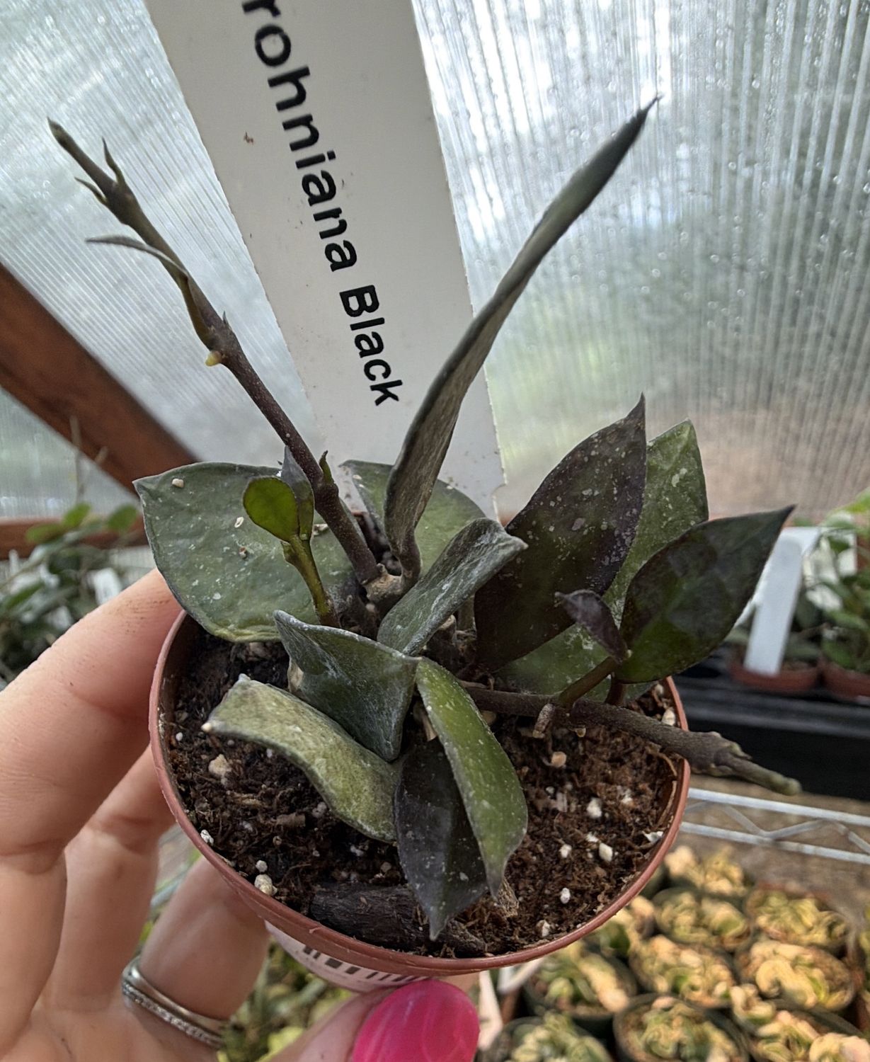 2" Hoya Krohniana Black