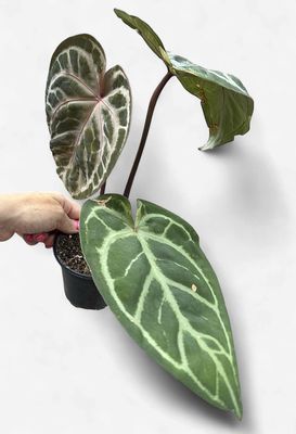 4" Anthurium SKG Silver x Red Crystallinum