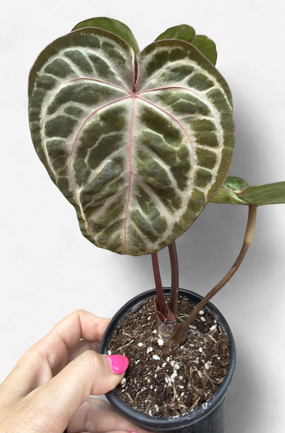 4" Anthurium SKG Silver x Red Crystallinum