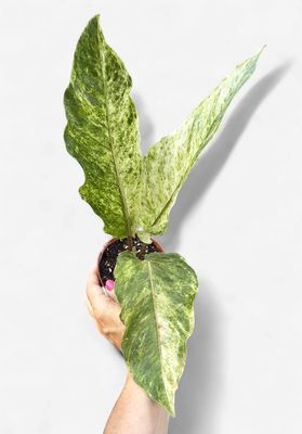 4" Anthurium Hookeri Variegated