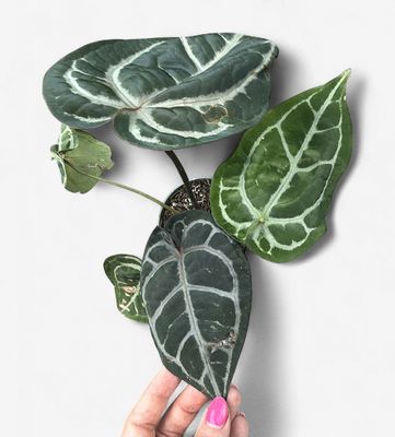 4" Anthurium Michele x SKG Silver