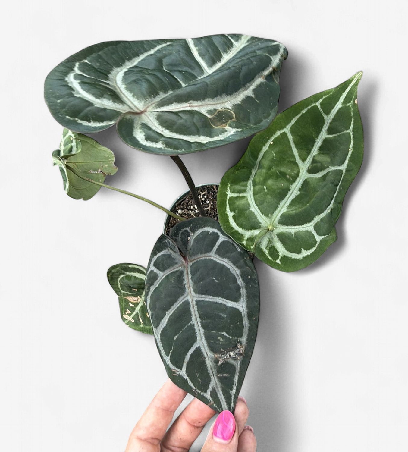 4" Anthurium Michele x SKG Silver