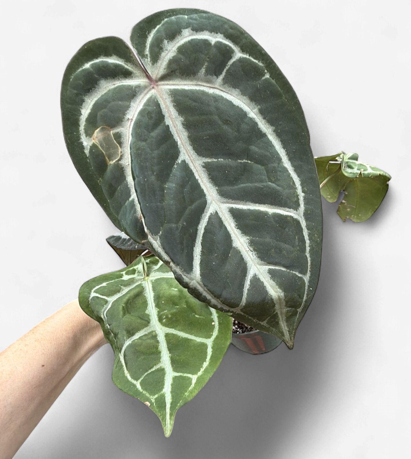 4" Anthurium Michele x SKG Silver