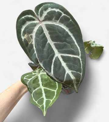4" Anthurium Michele x SKG Silver