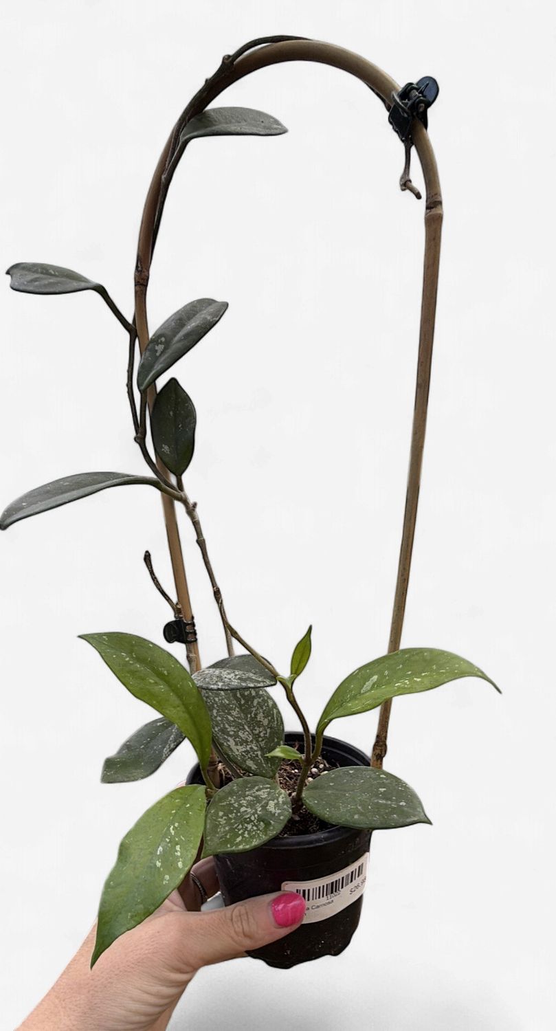4" Hoya Carnosa Splash