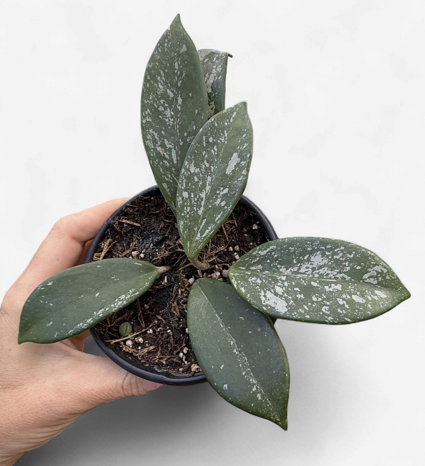 4" Hoya Carnosa Splash