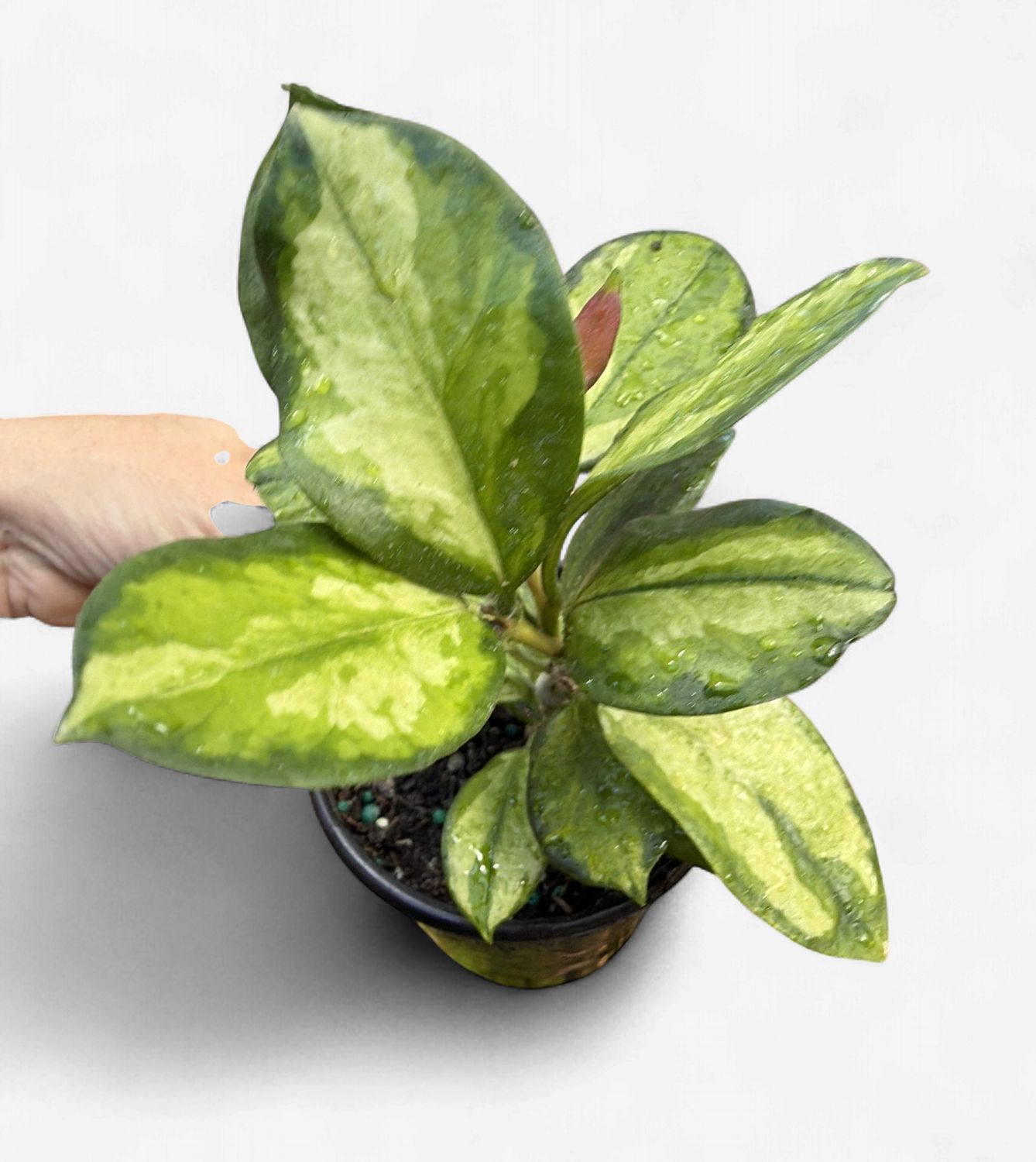 4" Hoya Australis Lisa