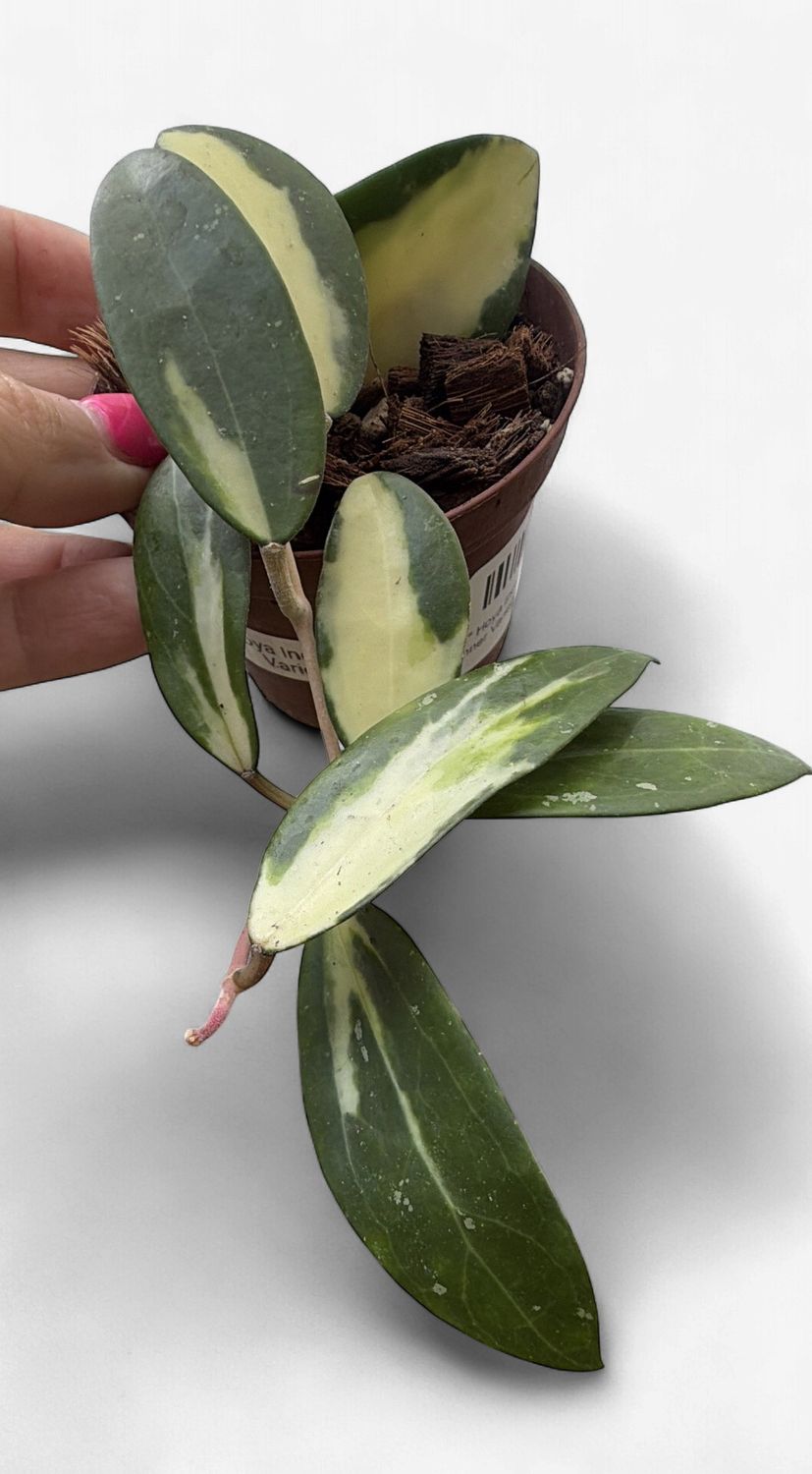 3" Hoya Incrassata Inner Variegated