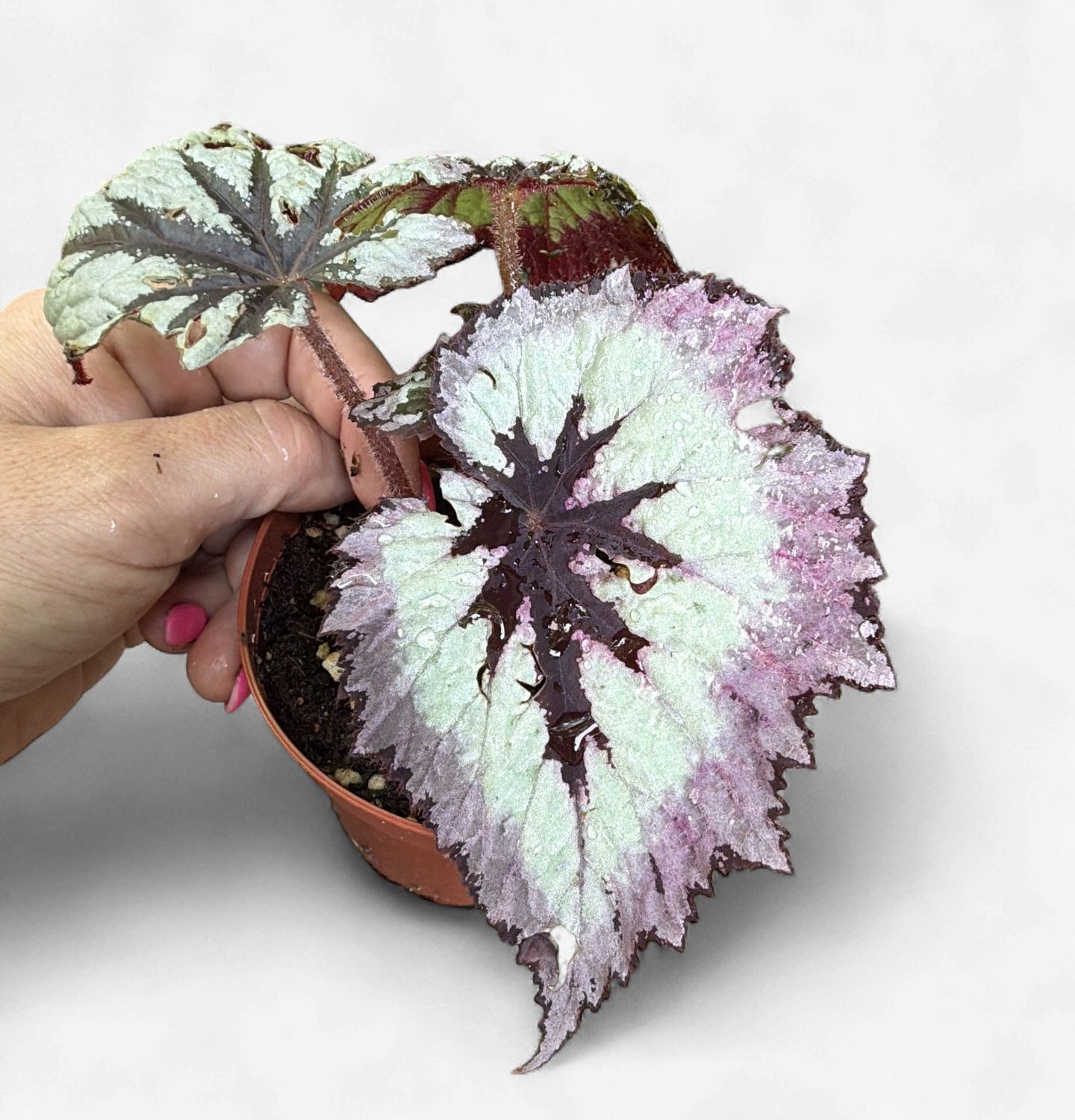 4" Begonia Firewoman