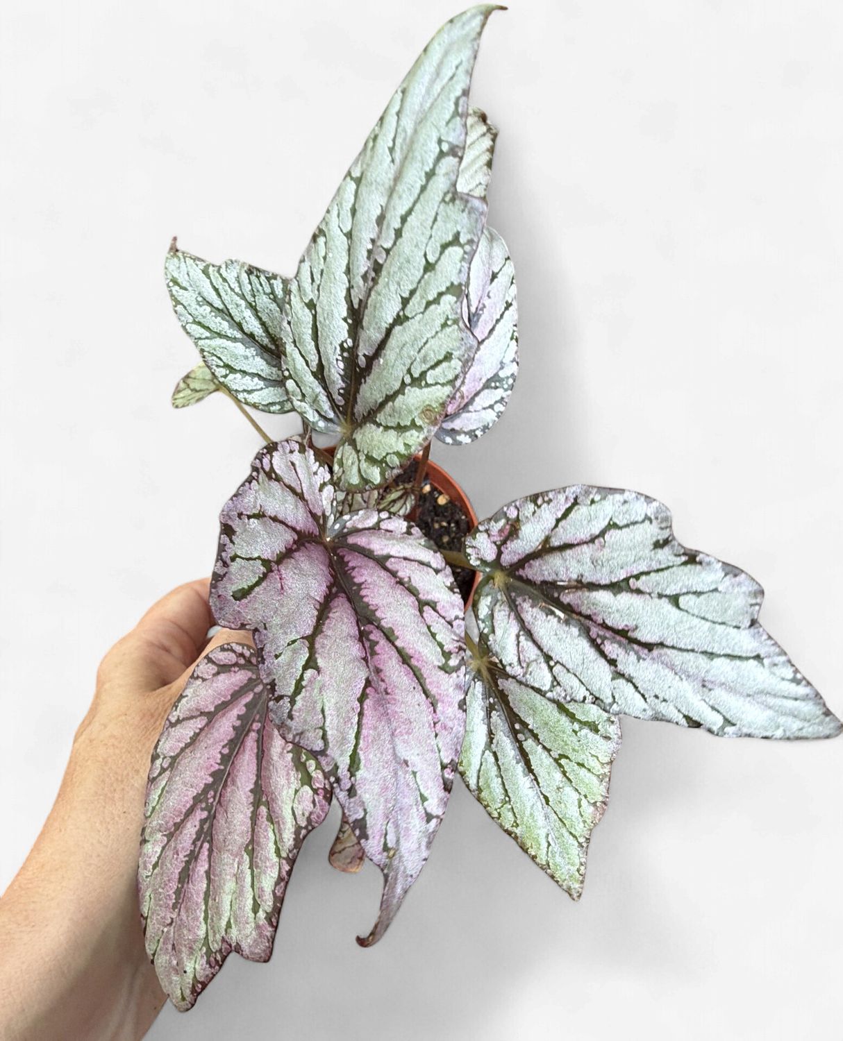 4" Begonia Hugh D McLaughlin