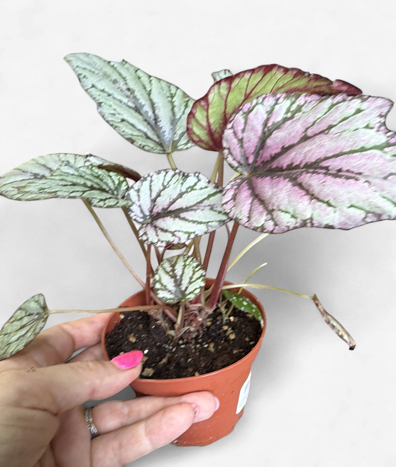 4" Begonia Hugh D McLaughlin
