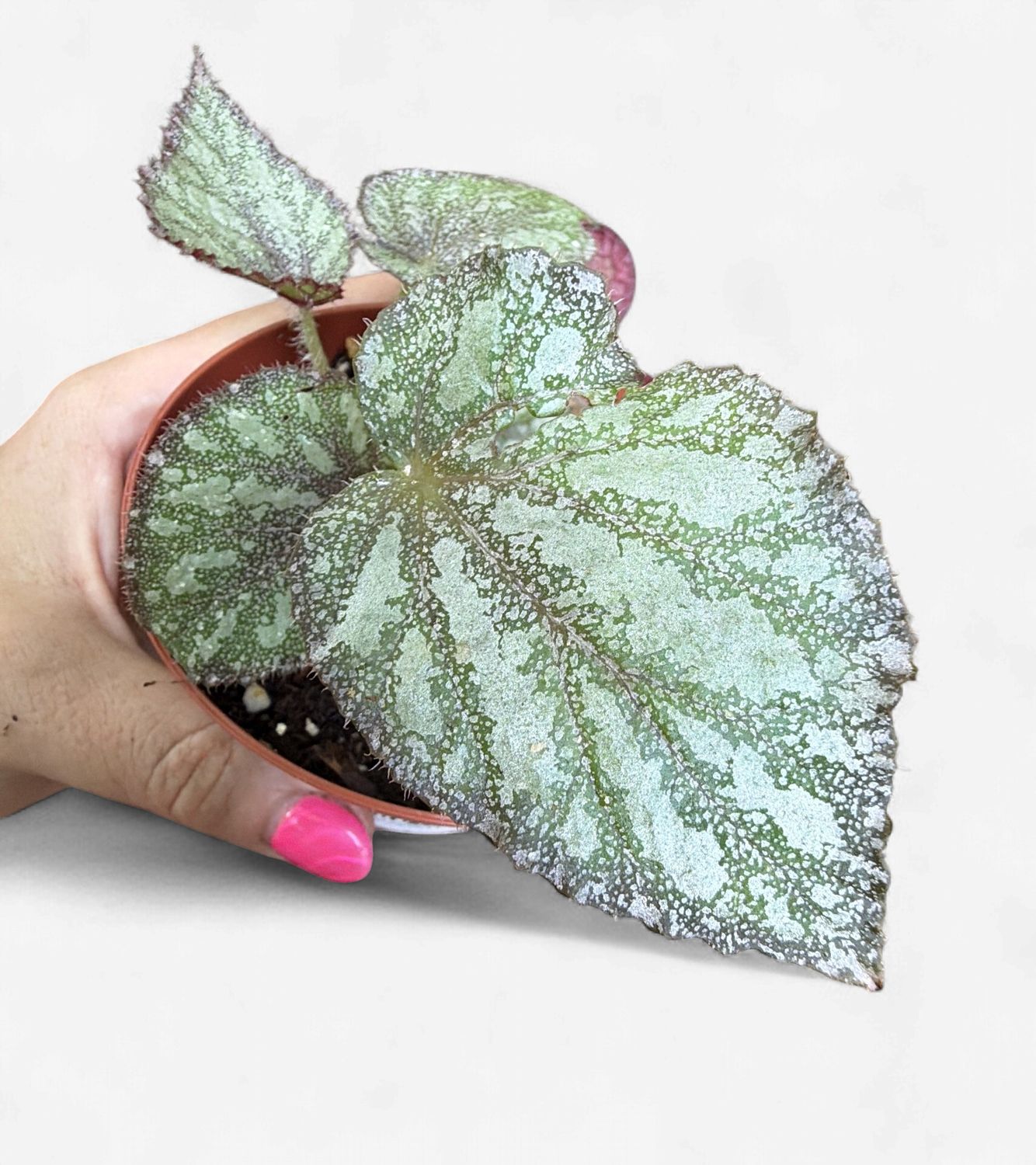4" Begonia Peace