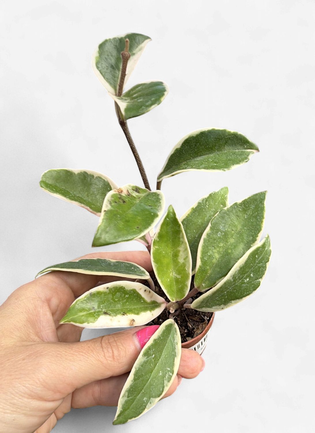 2" Hoya Krimson Queen