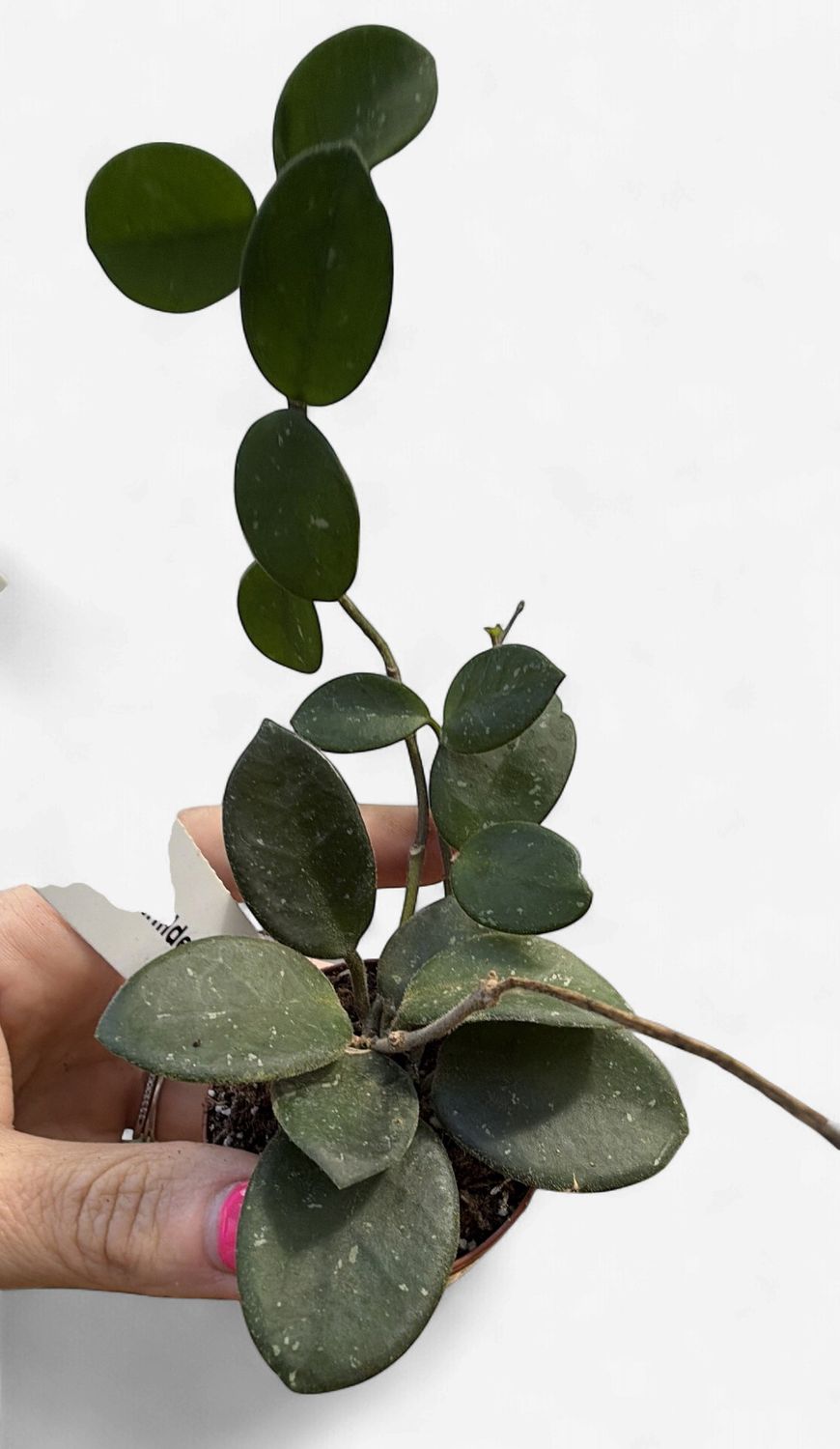 2" Hoya Mathilde Splash