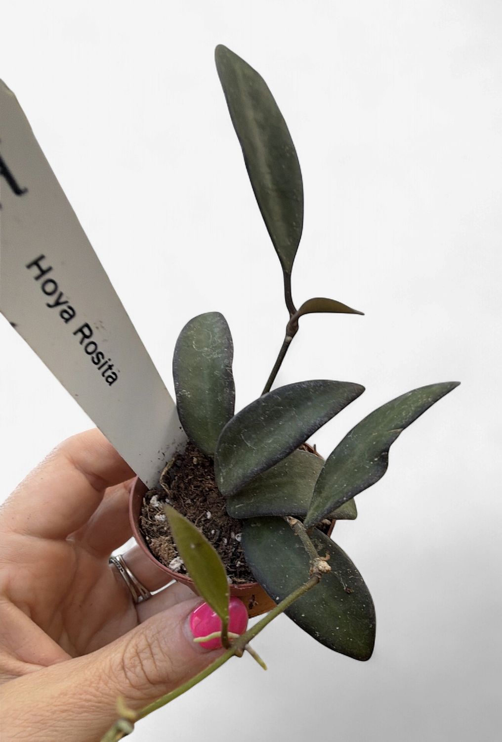 2" Hoya Rosita