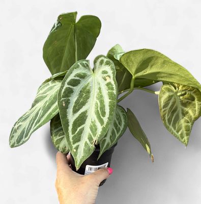 4" Anthurium Silver Blush Mint