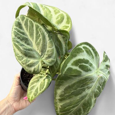 4" Anthurium Silver Blush Mint