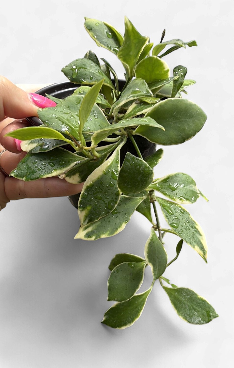 4" Hoya Heuschkeliana Albomarginata