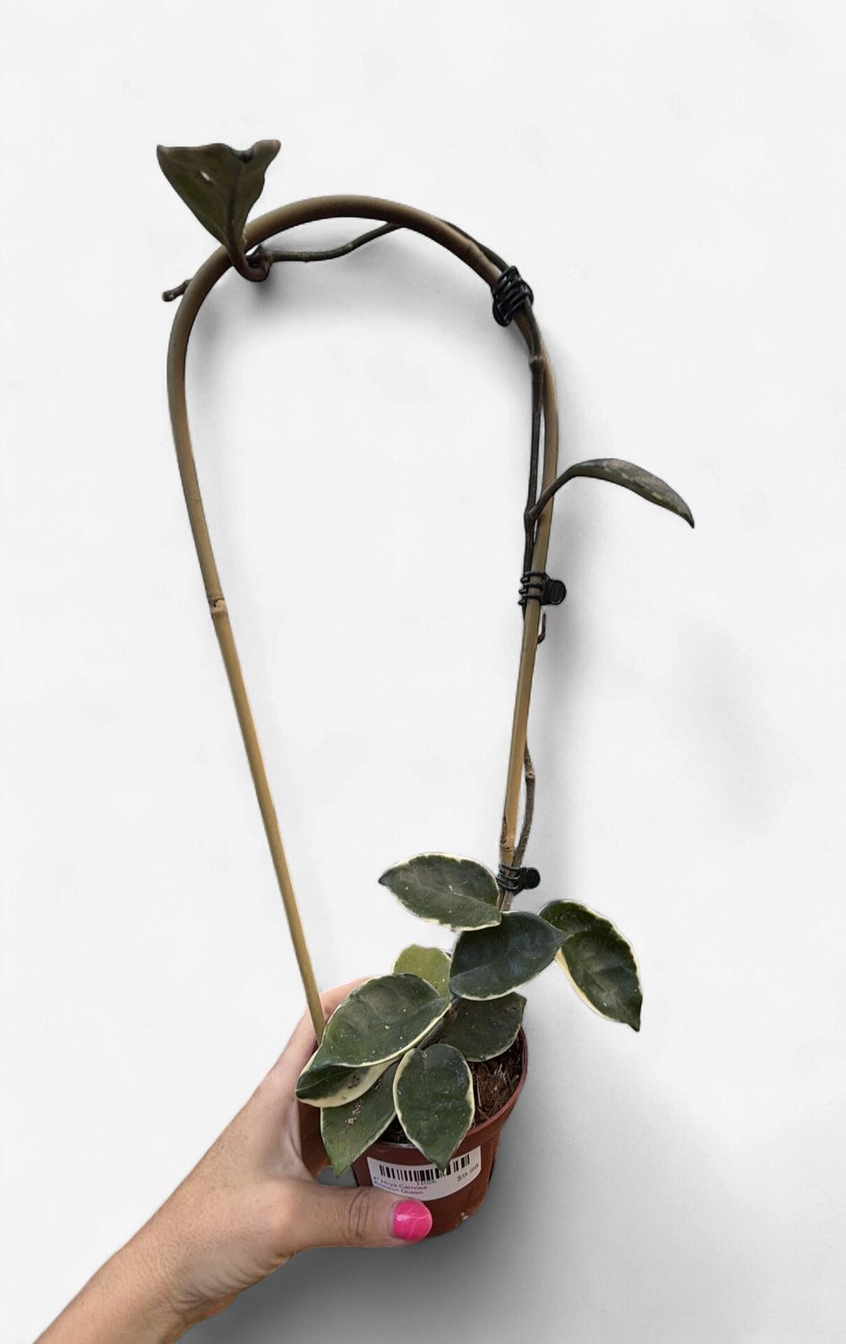 4" Hoya Carnosa Krimson Queen