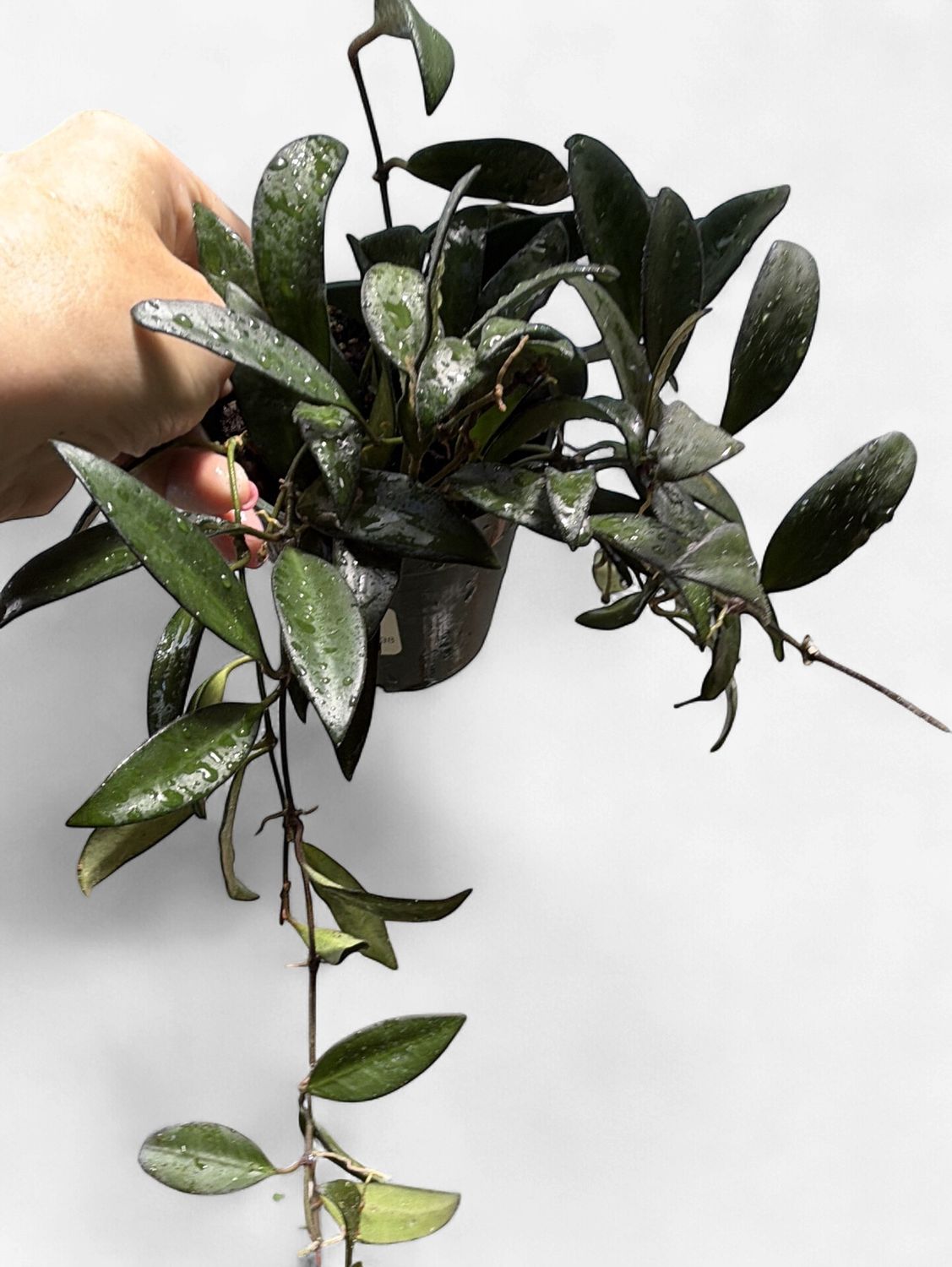 4" Hoya Rosita