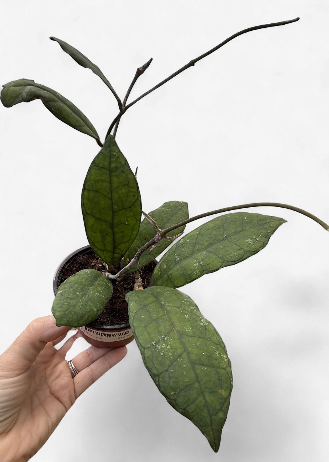 4" Hoya Crassipetiolata
