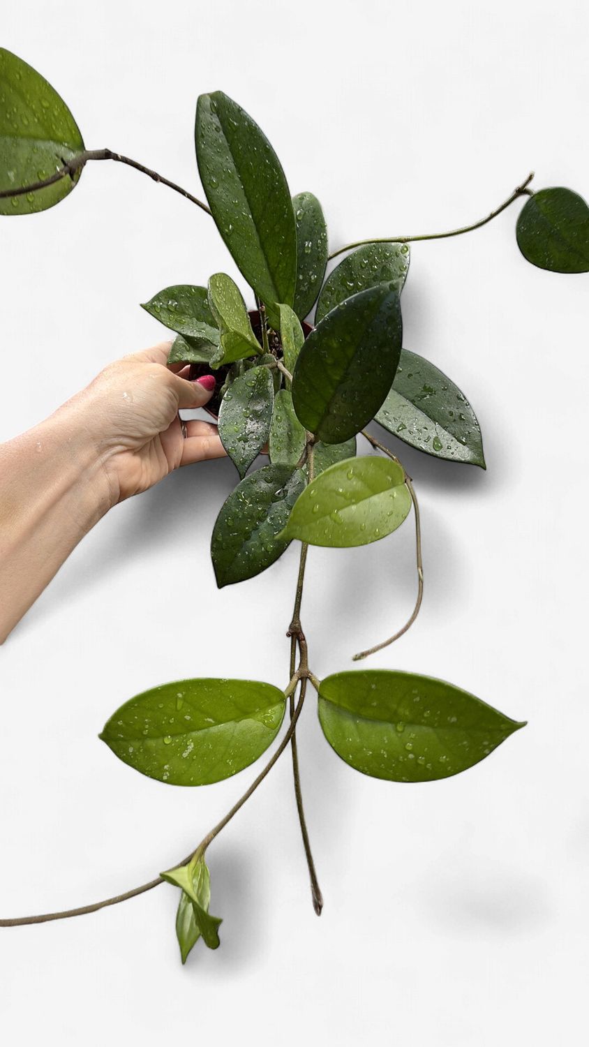 4" Hoya Fungii