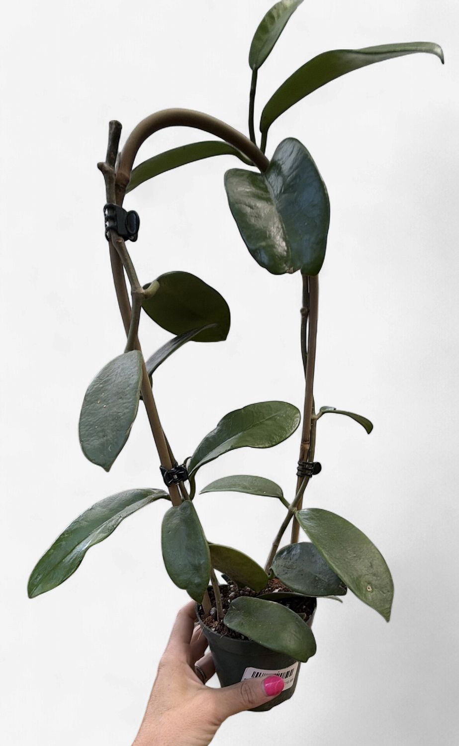 4" Hoya Meliflua