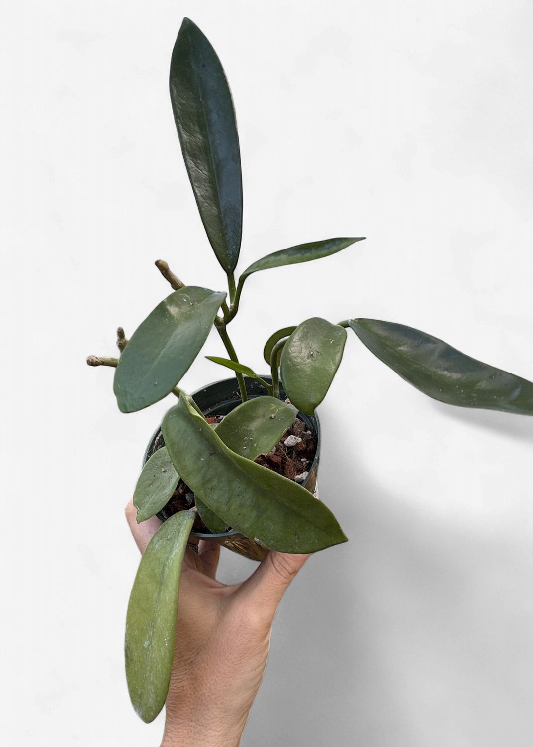 4" Hoya Meliflua