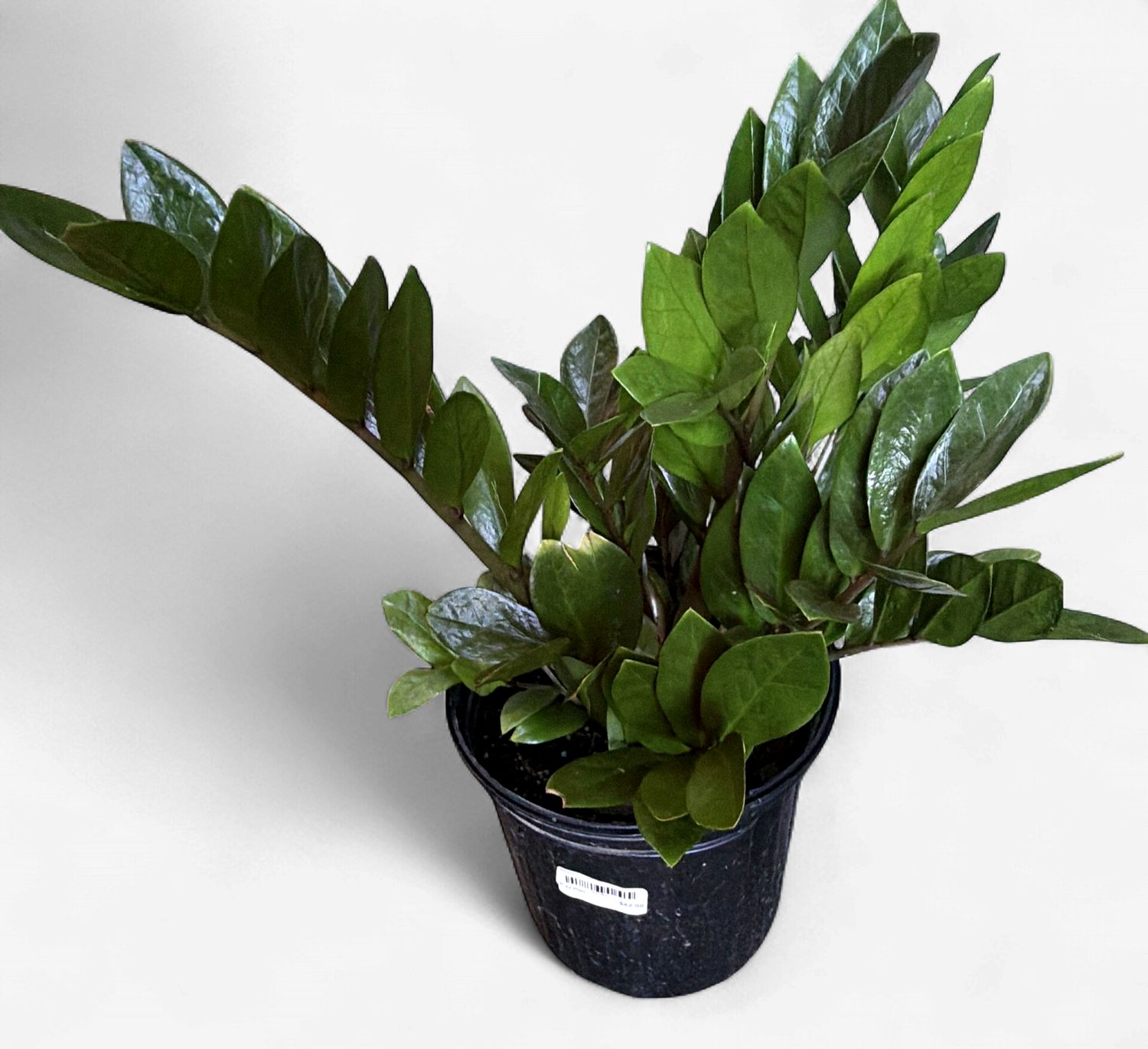 8" ZZ Plant