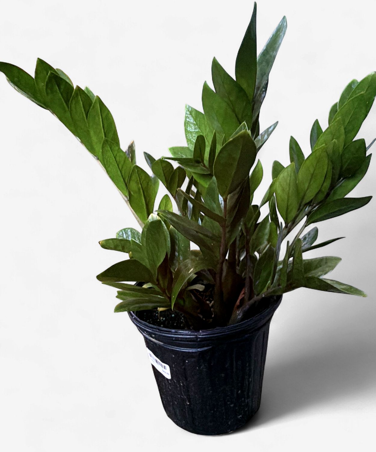 8" ZZ Plant