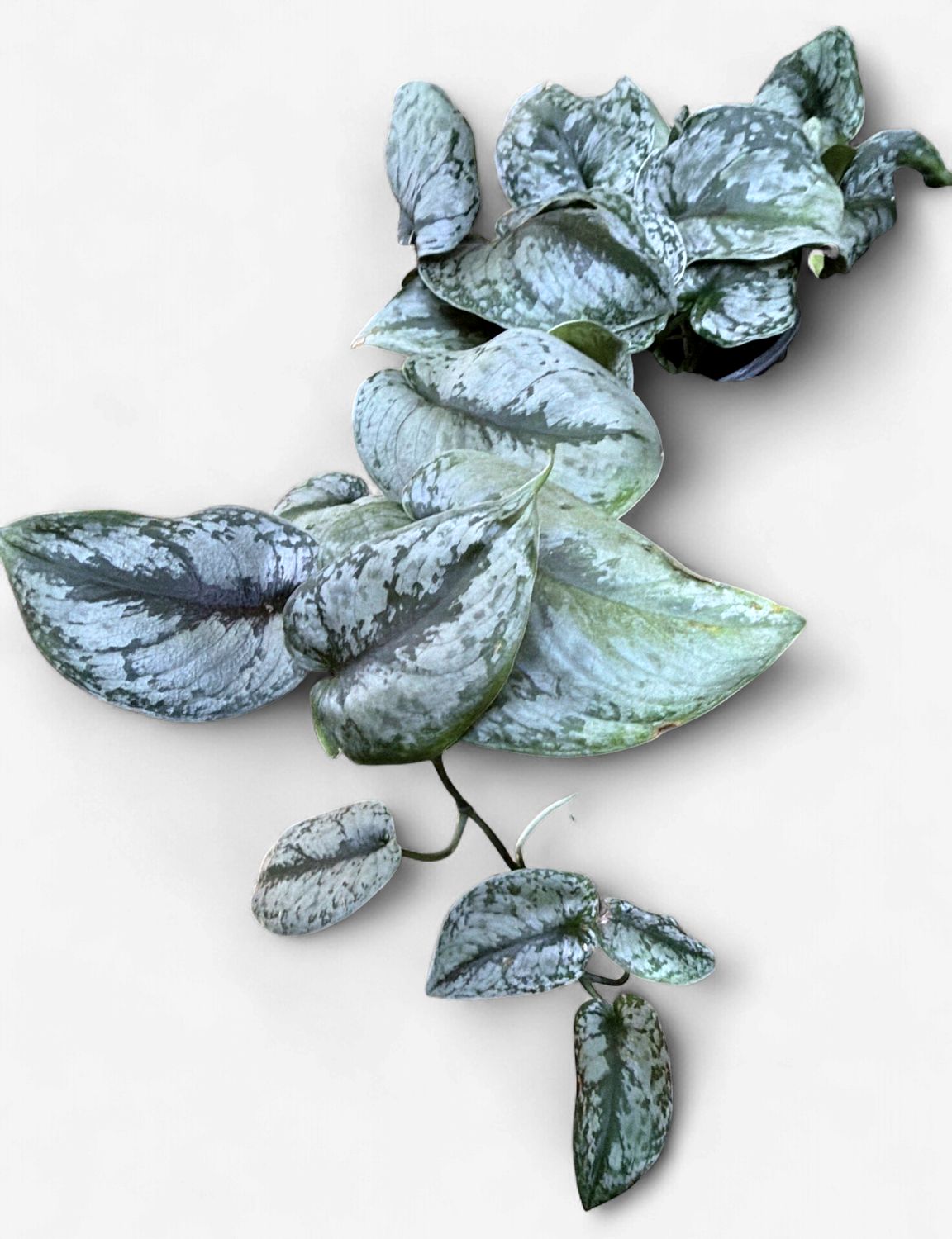 6" Scindapsus Exotica