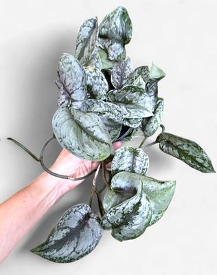 6" Scindapsus Exotica