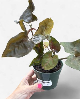 4" Syngonium Maria Allusion