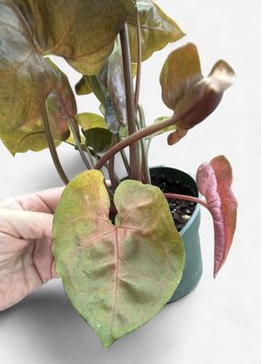 4" Syngonium Maria Allusion