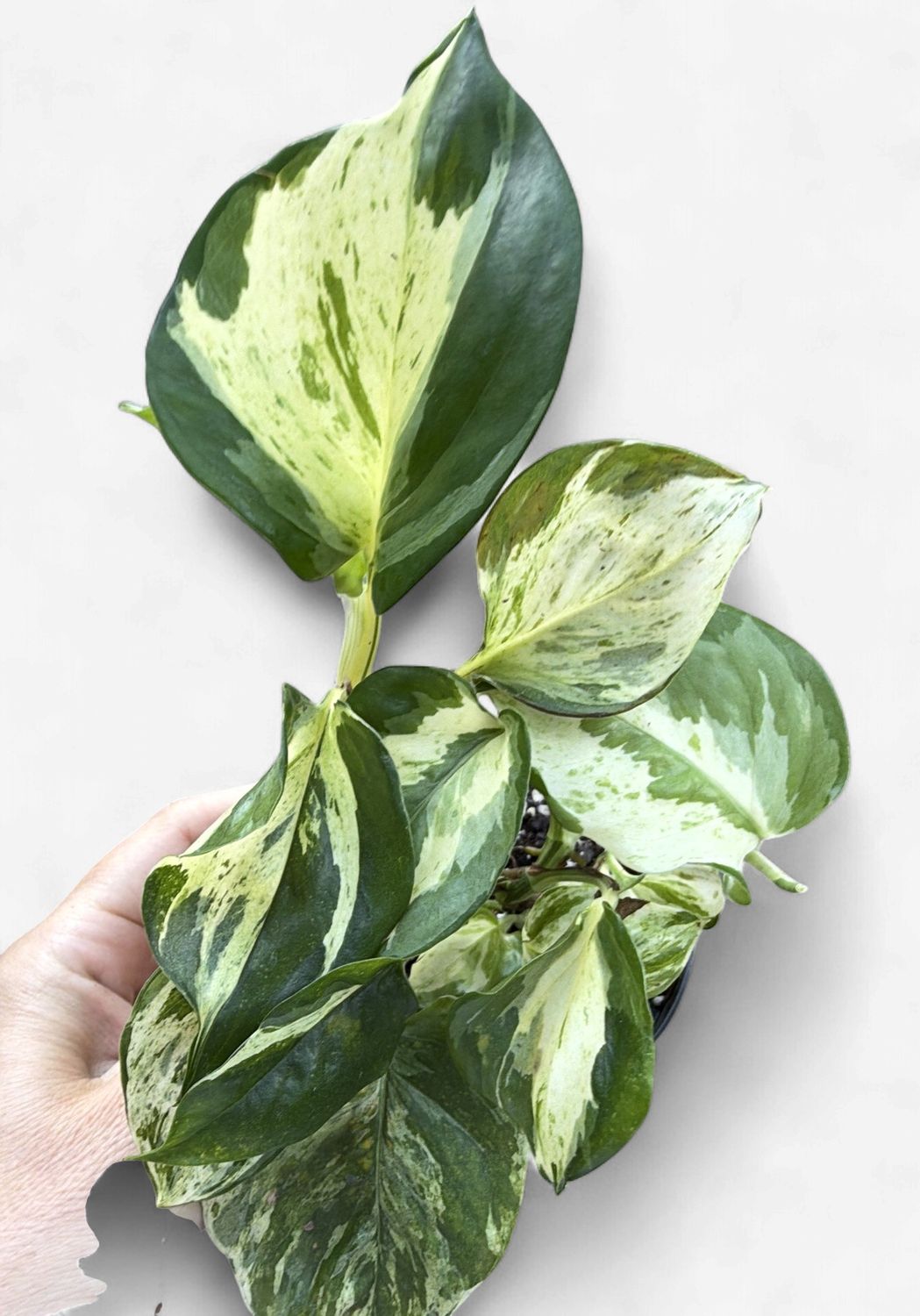 4" Pothos Manjula