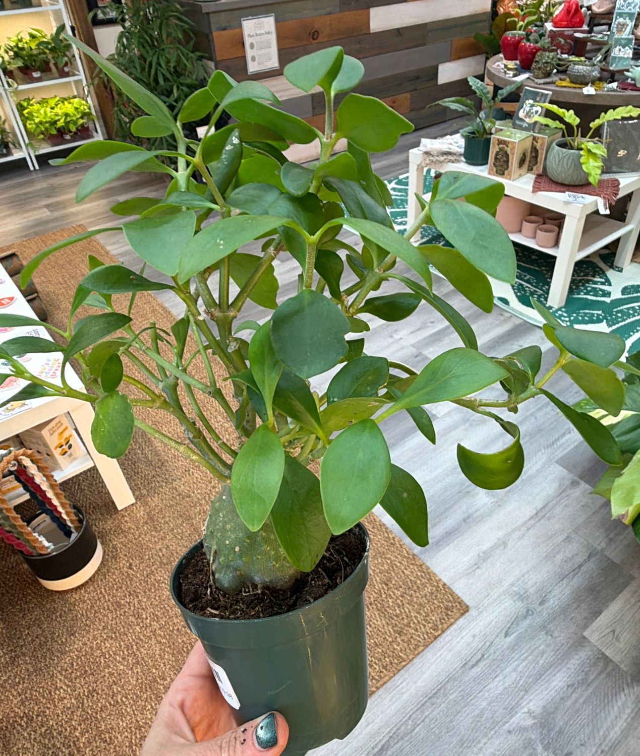 4" Ant Plant (Hydnophytum Papuanum)