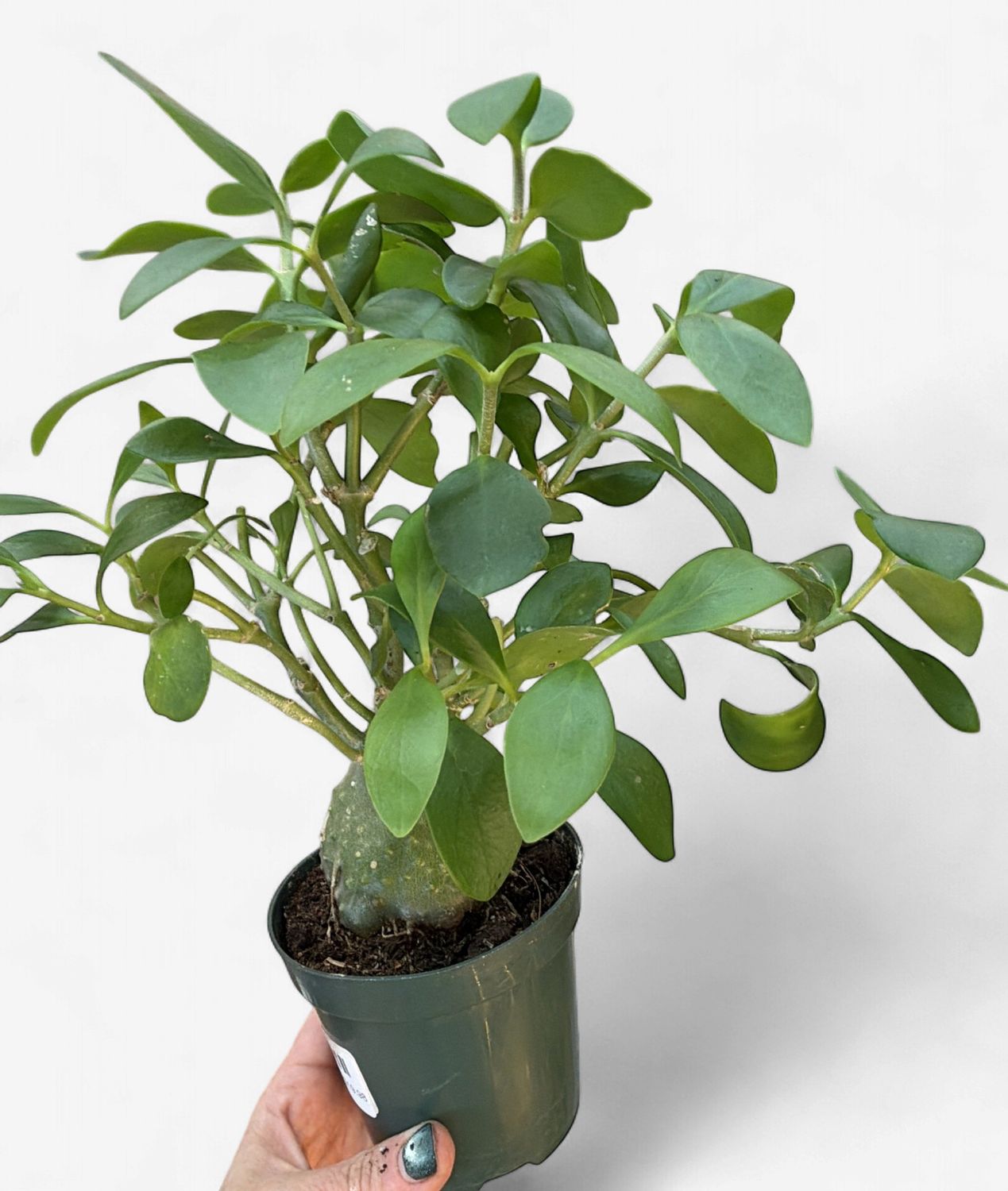 4" Ant Plant (Hydnophytum Papuanum)