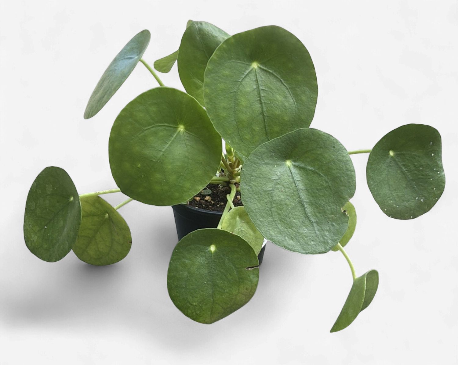 4" Pilea Peperomioides (Chinese Money Plant)