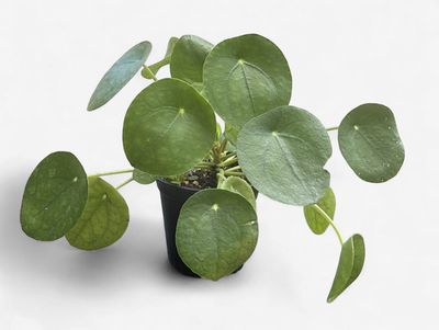4" Pilea Peperomioides (Chinese Money Plant)