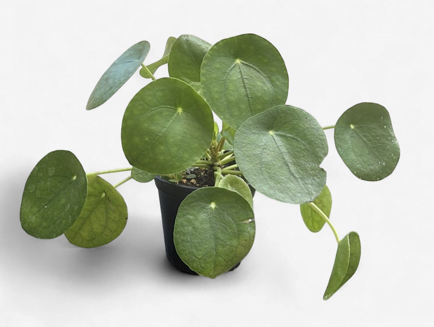4" Pilea Peperomioides (Chinese Money Plant)