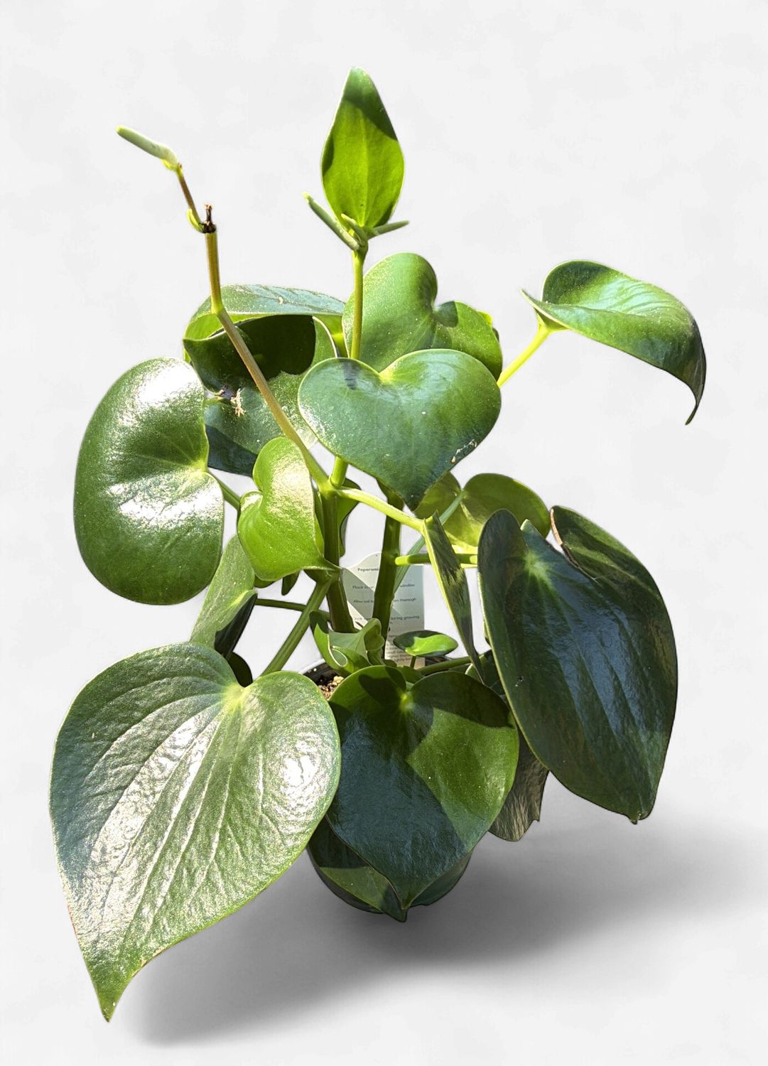 6" Peperomia Raindrop