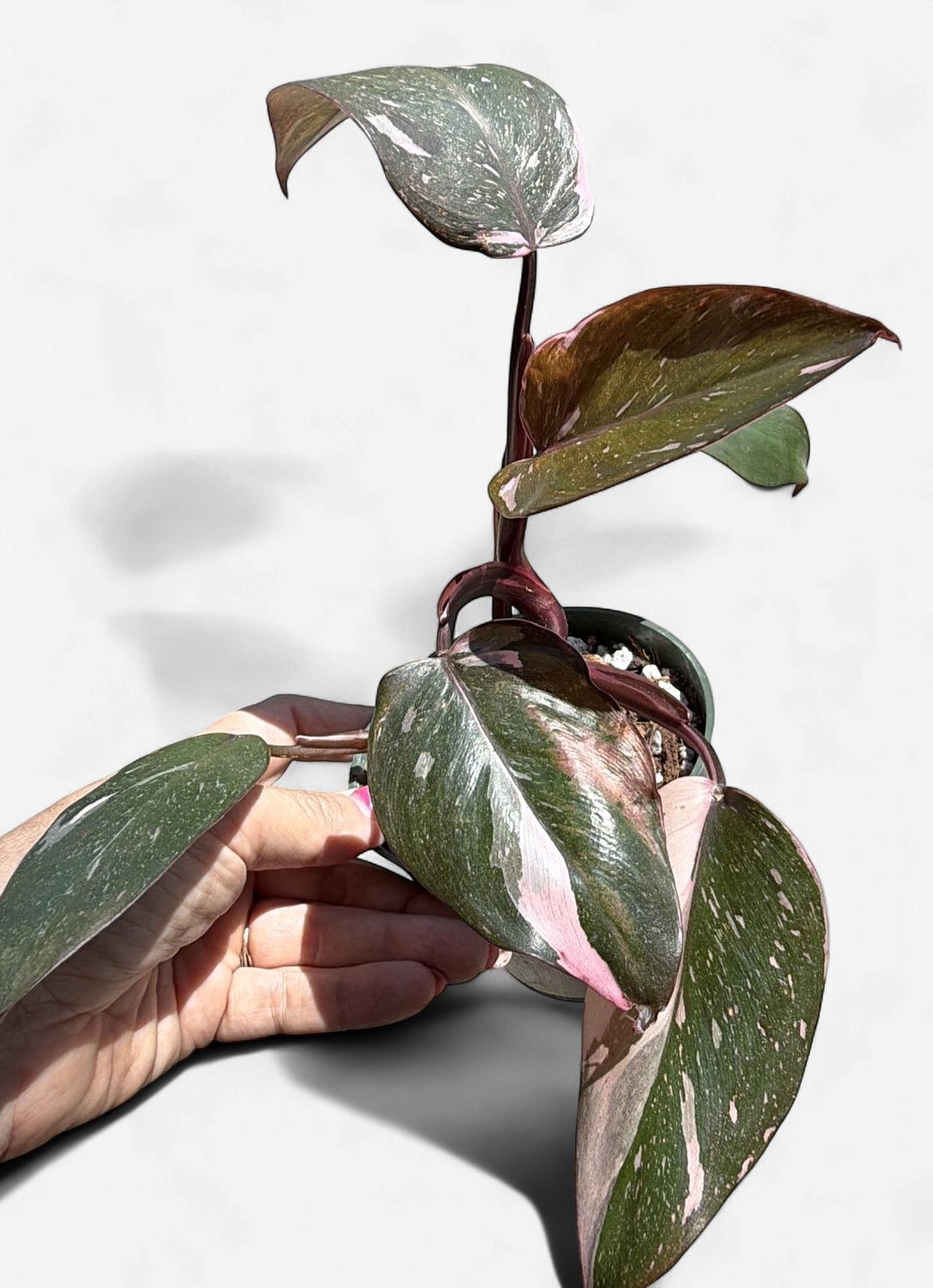 4" Philodendron Pink Princess Marble