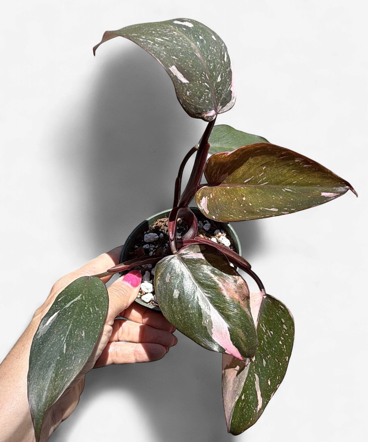 4" Philodendron Pink Princess Marble
